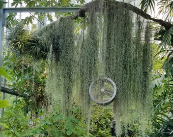 Large Bundle of Spanish Moss, Healthy Live Florida Moss, Indoor Decor