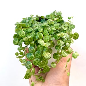 Steing of Turtles House Plant - Peperomia Prostrata - Turtle Shell Shaped Leaves - 4 Inch Pot