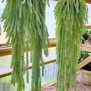 2 Pack - Sedum Burrito/Donkey Tail/Burro’s Taul Trailing Succulent - Hanging Succulent - Indoor or Outdoor Houseplant + Free Care Guide