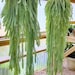 2 Pack - Sedum Burrito/Donkey Tail/Burro’s Taul Trailing Succulent - Hanging Succulent - Indoor or Outdoor Houseplant + Free Care Guide