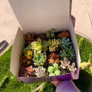 May include: A purple box filled with a variety of small succulent plants in individual pots. The succulents are in different shades of green, red, and pink.