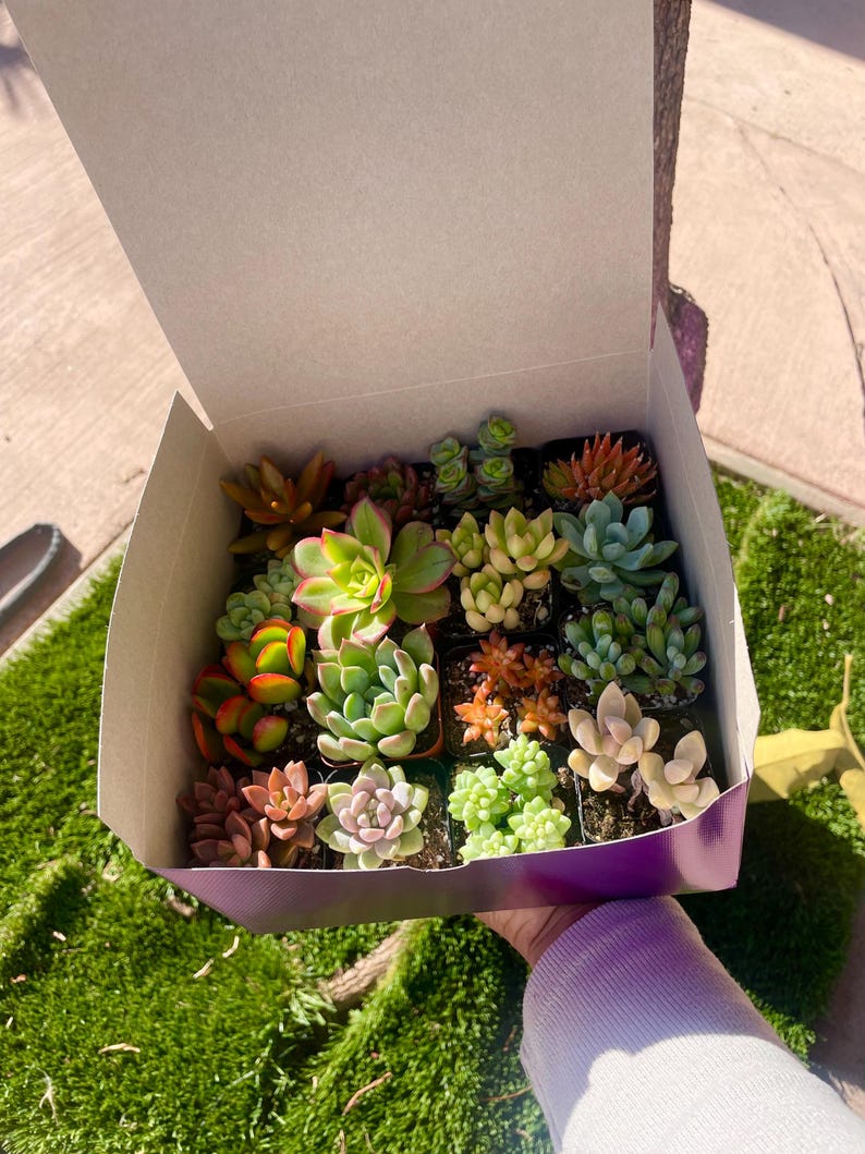 May include: A purple box filled with a variety of small succulent plants in individual pots. The succulents are in different shades of green, red, and pink.