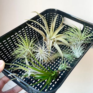 Air Plant Variety Pack - 5 Assorted Air Plants!