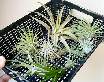 Air Plant Variety Pack - 5 Assorted Air Plants!