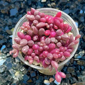 Beautiful Color Changing Succulent - Othonna Capensis - String of Rubies, Ruby Necklace, Hanging Plant