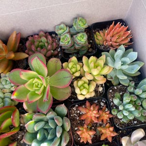 May include: Assortment of small succulent plants in individual pots. The plants are a variety of colors, including green, red, and pink. The plants are arranged in a grid pattern.