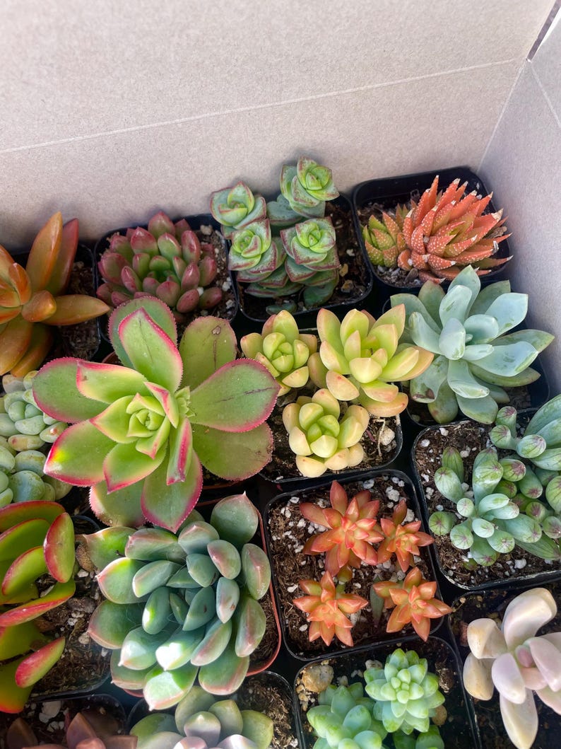 May include: Assortment of small succulent plants in individual pots. The plants are a variety of colors, including green, red, and pink. The plants are arranged in a grid pattern.