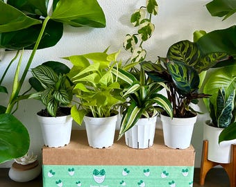 Live House Plant Mystery Box - 4 Random Plants In 4” Pots