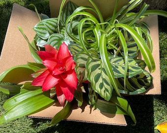 Pet Safe Plant Bundle - 4 Assorted Plants