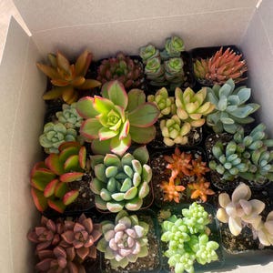 May include: A box filled with a variety of small succulent plants in individual pots. The succulents are in different shades of green, red, and pink.