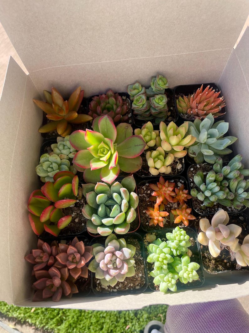 May include: A box filled with a variety of small succulent plants in individual pots. The succulents are in different shades of green, red, and pink.