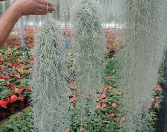 Spanish Moss Large Quantity, Premium Healthy Live Moss + FREE Comprehensive Care Guide, Best Value AND Bonus Air Plant