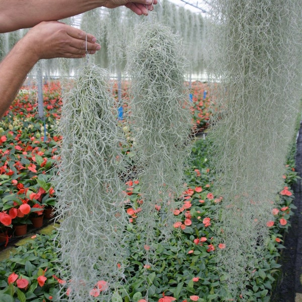 Organic Spanish Moss – Florida LIVE Air Plant – Overstuffed 1 Gallon Bag