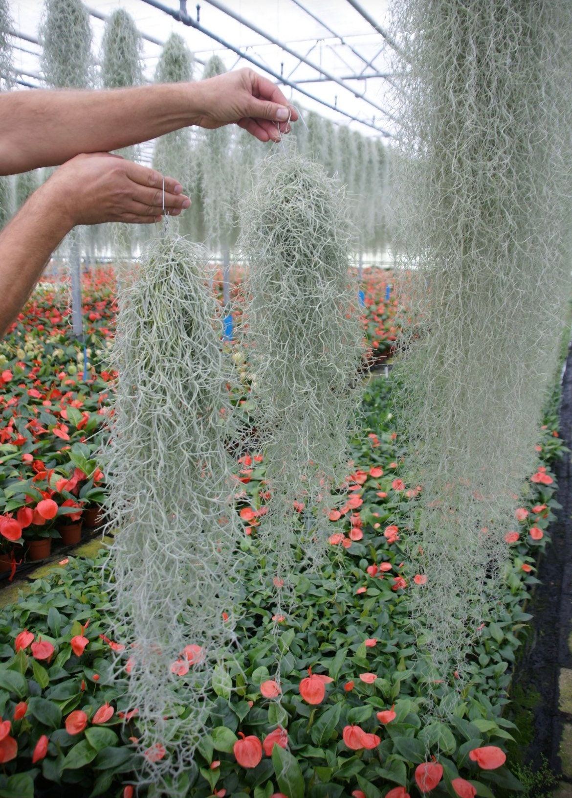 Artificial Air Plant Spanish Moss UV Resistant 100cm – Designer Vertical  Gardens