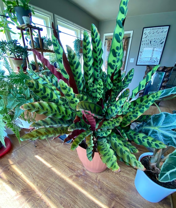 Calathea Lancifolia in Pot Calathea Lancifolia in Pot