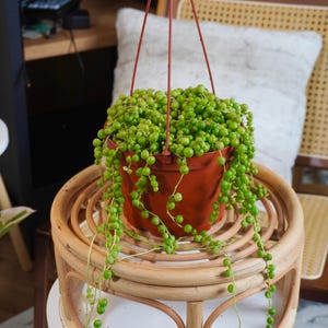 May include: A string of pearls succulent plant with small, round, green, bead-like leaves trailing from a terracotta-colored plastic pot. The plant is suspended by thin, red plastic hangers attached to the rim of the pot, creating a cascading effect.