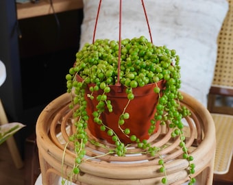 String of Pearls, Live Succulent House Plant With Hanging Pot