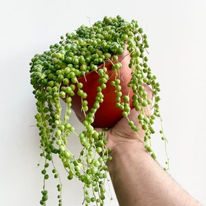 Overflowing String of Pearls Succulent Live Plant