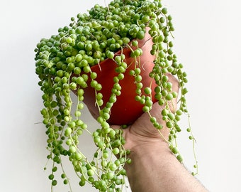 Overflowing String of Pearls Succulent Live Plant