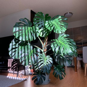 Best Price - Large Healthy Monstera Deliciosa Starter Plant, Split Leaf, Swiss Cheese Plant