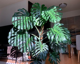 Best Price - Large Healthy Monstera Deliciosa Starter Plant, Split Leaf, Swiss Cheese Plant