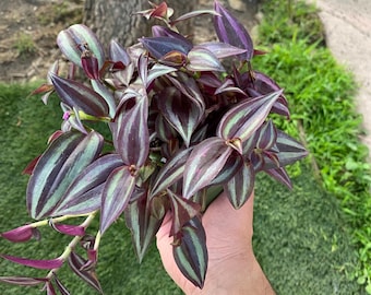 Rare Tradescantia Zebrina “Silvery Plus” House Plant