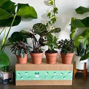 bebe monstera deliciosa Baby Monstera Deliciosa | Swiss Cheese Plant