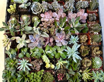 64 Pack 2” Bulk/Wholesale Mini Succulents Assorted Tray