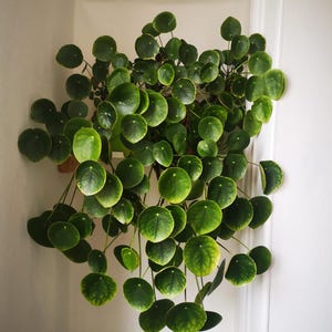 Pilea Peperomiodes viva, Pilea china, planta de interior OVNI