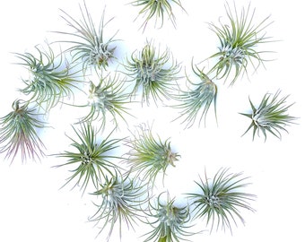 20 Air Plant Wholesale - Ionantha Air Plants Bundle - Set of 20 Plants, Free Shipping