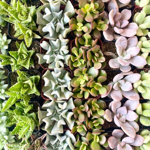 Wholesale Succulent Tray - 8 Different Varieties- 64 Plants in Total in 2 inch pots