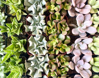 Wholesale Succulent Tray - 8 Different Varieties- 64 Plants in Total in 2 inch pots