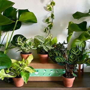 House Plant Bundle Box - 5 Different Varieties
