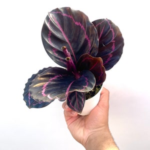 Calathea Dottie - Live House Plant, Pet Safe Black/Purple Leaf Indoor Plant