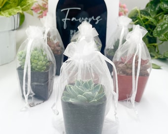 Colorful Succulent Favors In Cute Grab Bags - Wedding/Bridal Shower Favors - Baby Shower Fabor - Plants