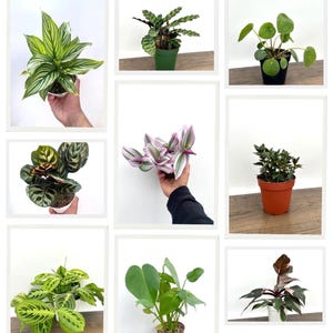 Grower’a Choice House Plant Box - 4 Assorted Plants