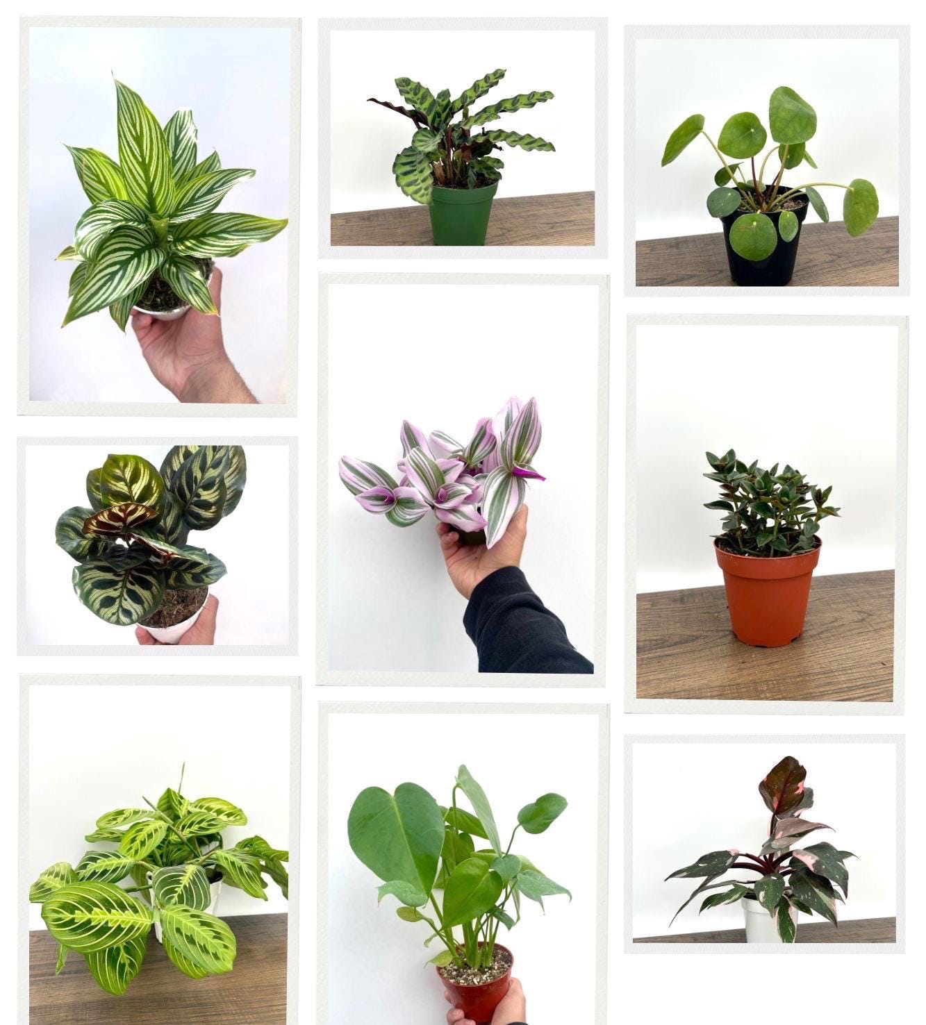 Grower’a Choice House Plant Box - 4 Assorted Plants