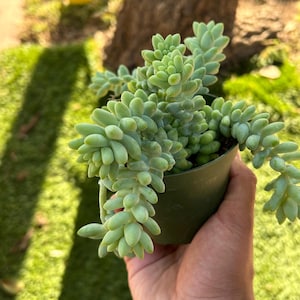 Stunning Donkey Tail Succulent - Burros Tail - Easy care Trailing Houseplant - Live Indoor/ Outdoor Plant - Sedum Burrito