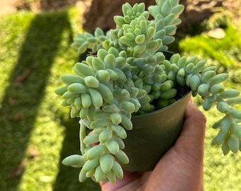 Stunning Donkey Tail Succulent - Burros Tail - Easy care Trailing Houseplant - Live Indoor/ Outdoor Plant - Sedum Burrito