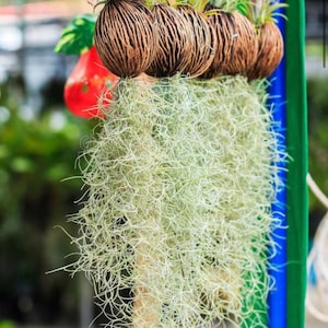 Spanish Moss Large Quantity, Premium Healthy Live Moss FREE Comprehensive Care Guide, Best Value AND Bonus Air Plant image 3