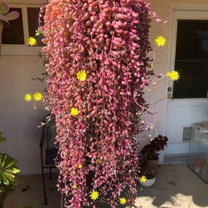 String of Rubies, Othonna Capensis Trailing Succulent, Ruby Necklace