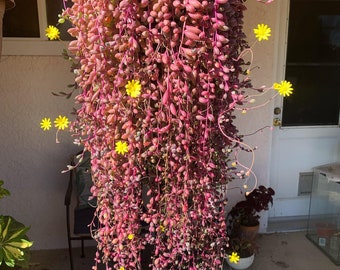 String of Rubies, Othonna Capensis Trailing Succulent, Ruby Necklace