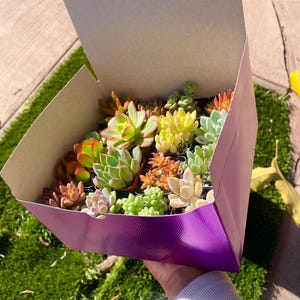 May include: A purple box filled with a variety of succulent plants in small pots. The succulents are green, red, and yellow.