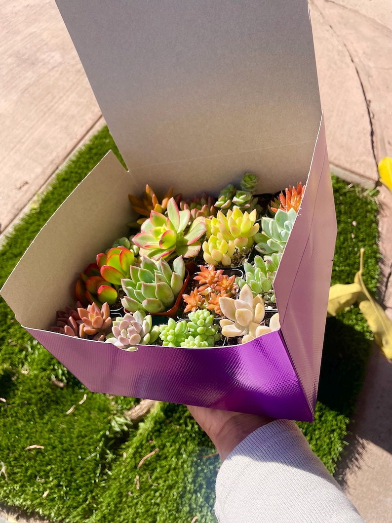 May include: A purple box filled with a variety of succulent plants in small pots. The succulents are green, red, and yellow.