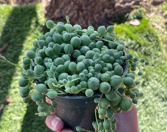 Live String of Pearls Plant - 4” Pot