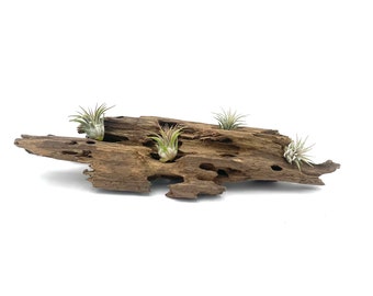 Real Natural Dragon Wood Air Plant Display