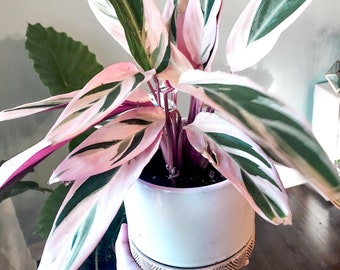 Stromanthe Triostar Live Multi Colored House Plant In 4 Inch Pot