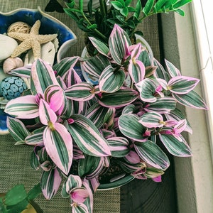 Rare Tradescantia Nanouk Lilac Plant, Pink Wandering Jew, Rare Tradescantia, Low Maintenance Easy Care Plant In 4 Inch Pot