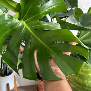 monstera peru adult 4