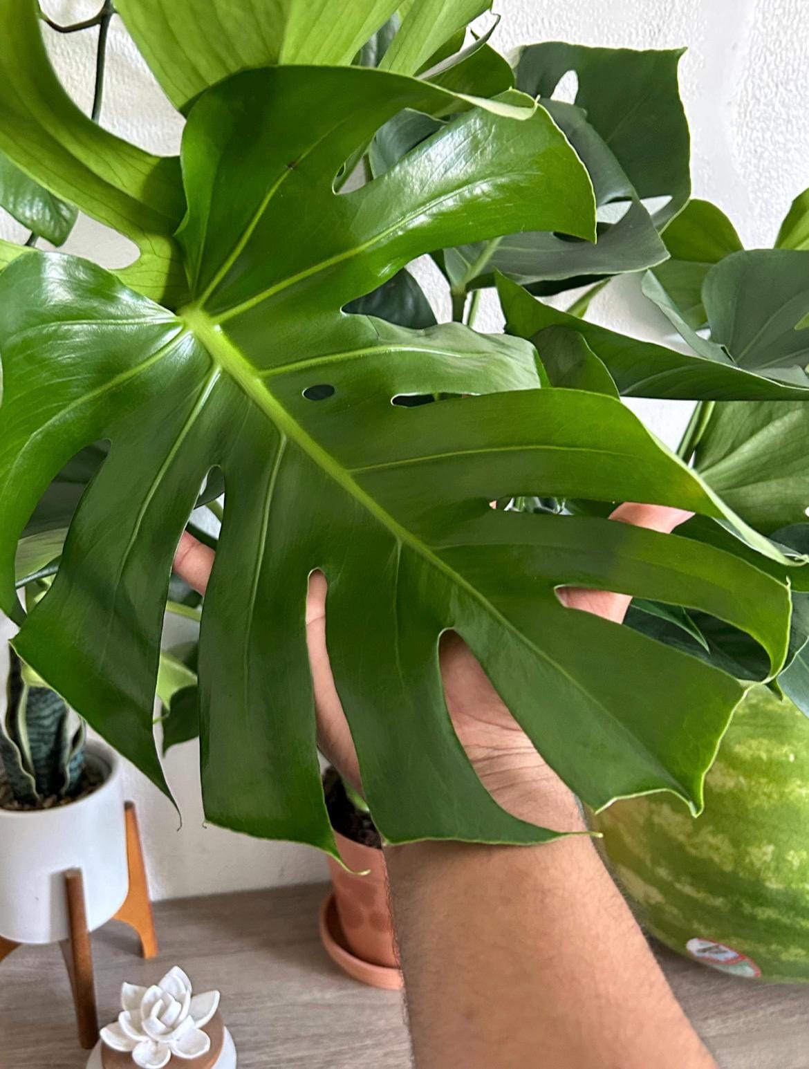Beautiful Monstera Deliciosa - Large Form Swiss Cheese Plant - Etsy
